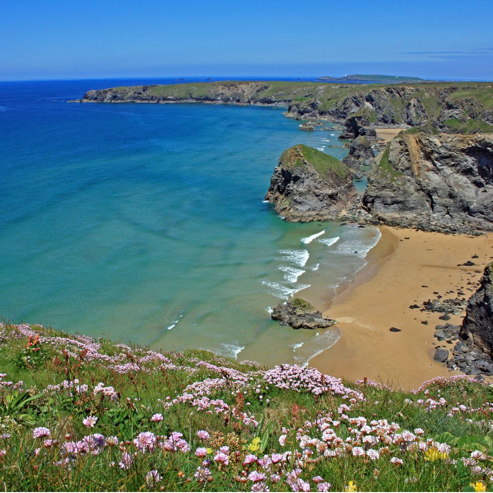 Sea Pinks at Bedruthan Steps